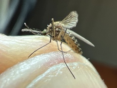 Culex quinquefasciatus