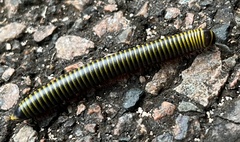 Anadenobolus monilicornis