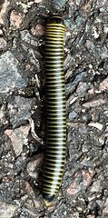 Anadenobolus monilicornis
