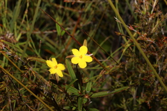 Hibbertia salicifolia