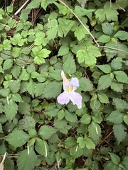 Impatiens uniflora