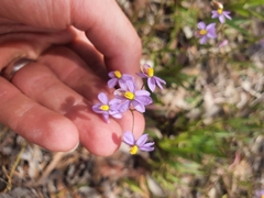 Cyanella hyacinthoides