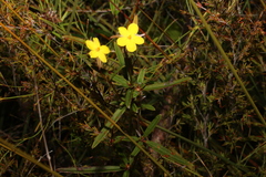 Hibbertia salicifolia