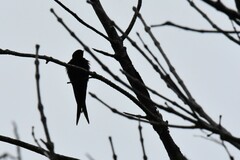 Psalidoprocne pristoptera