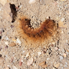 Phyllalia patens