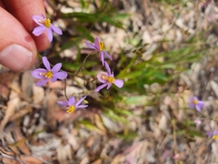 Cyanella hyacinthoides