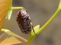 Xeloma leprosa