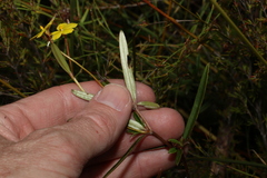 Hibbertia salicifolia