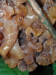 Phaeotremella