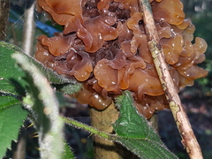 Phaeotremella