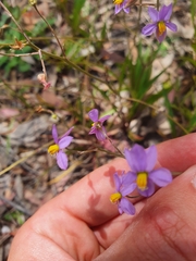 Cyanella hyacinthoides