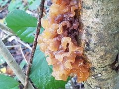 Phaeotremella