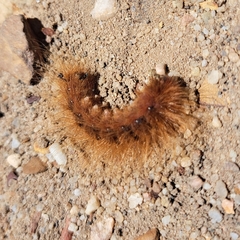 Phyllalia patens