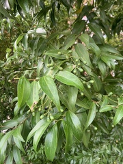 Cinnamomum burmanni