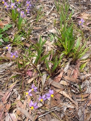 Cyanella hyacinthoides