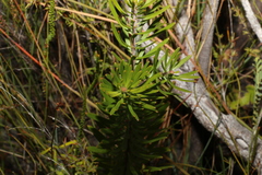 Strangea linearis