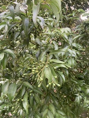 Cinnamomum burmanni