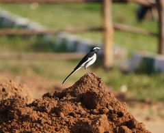 Motacilla maderaspatensis