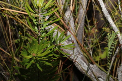 Strangea linearis