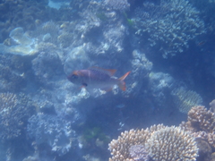 Monotaxis heterodon