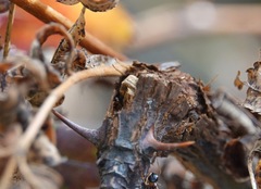 Agrilus cuprescens