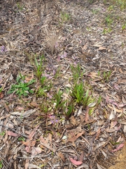 Cyanella hyacinthoides