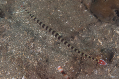 Dunckerocampus dactyliophorus