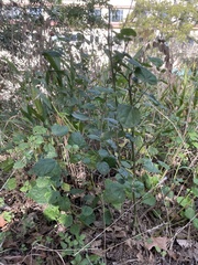 Malvaviscus arboreus