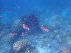 Monotaxis grandoculis