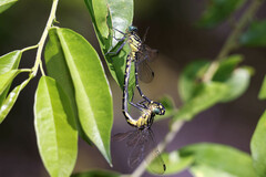 Austrogomphus ochraceus