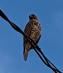 Buteo lineatus