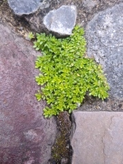Pilea microphylla