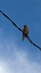 Buteo lineatus
