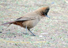 Pseudoseisura lophotes