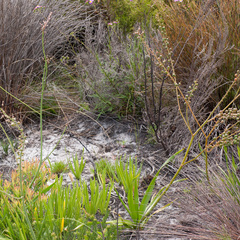 Trachyandra divaricata