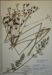 Anethum graveolens