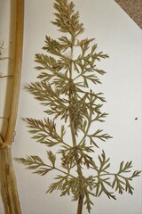 Anethum graveolens