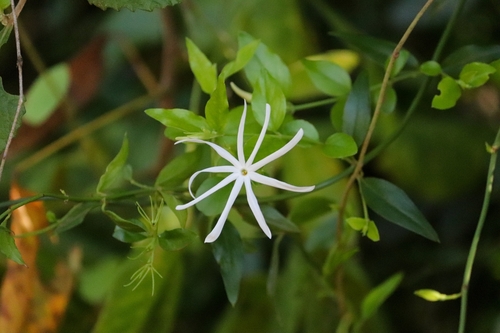 Jasminum angustifolium, 2022-10-16