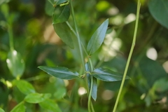 Jasminum angustifolium