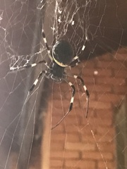 Nephilingis cruentata