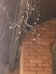 Nephilingis cruentata