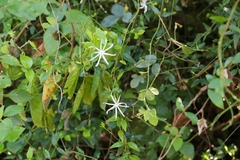 Jasminum angustifolium