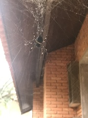 Nephilingis cruentata