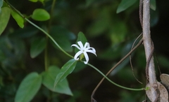 Jasminum angustifolium