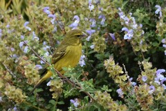 Crithagra sulphurata