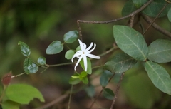 Jasminum angustifolium