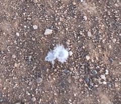 Dasymutilla gloriosa