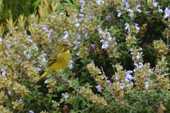 Crithagra sulphurata