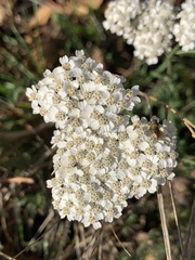 Achillea