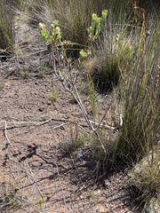 Leucadendron modestum